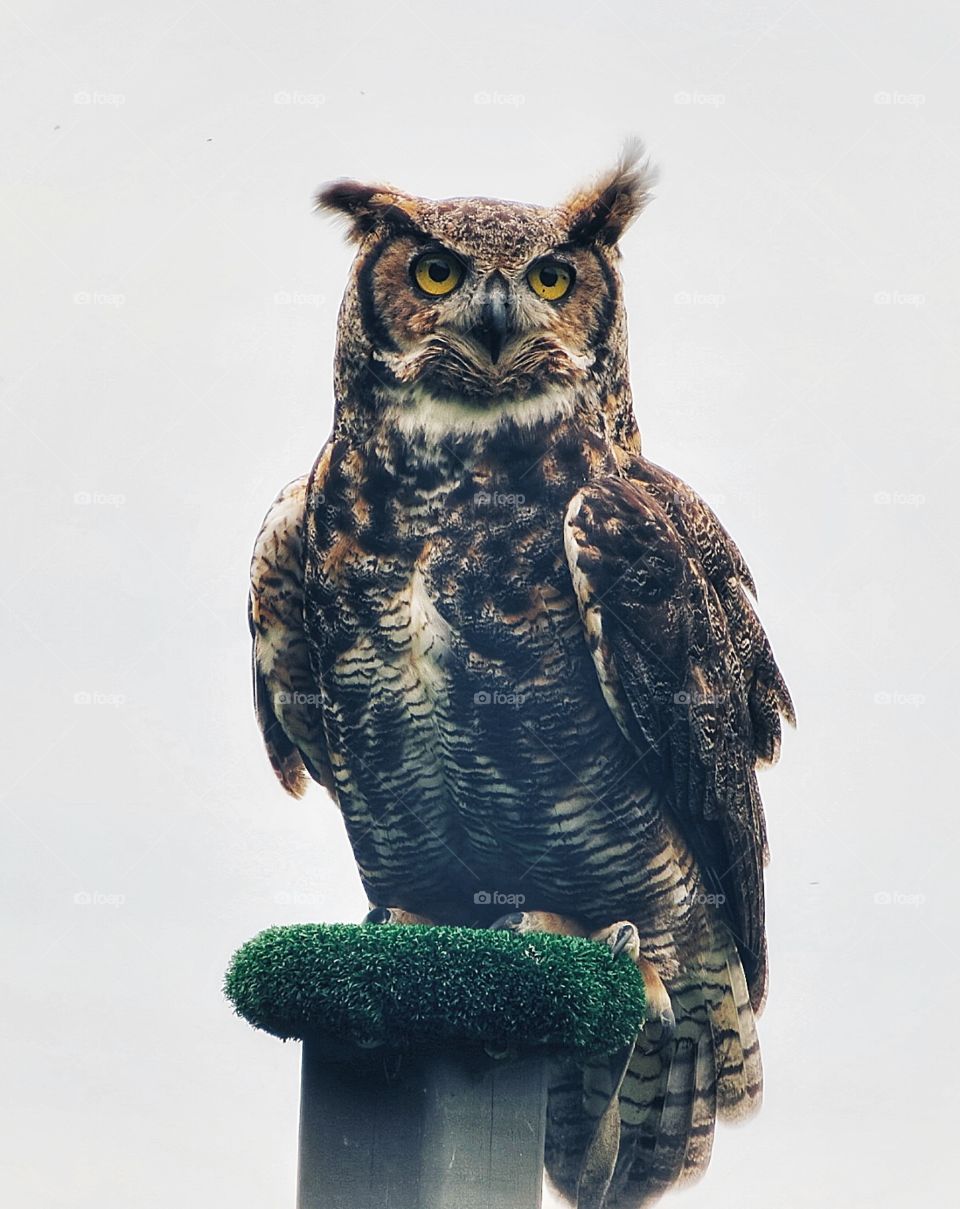 Chouette à voir St-Jude Québec 