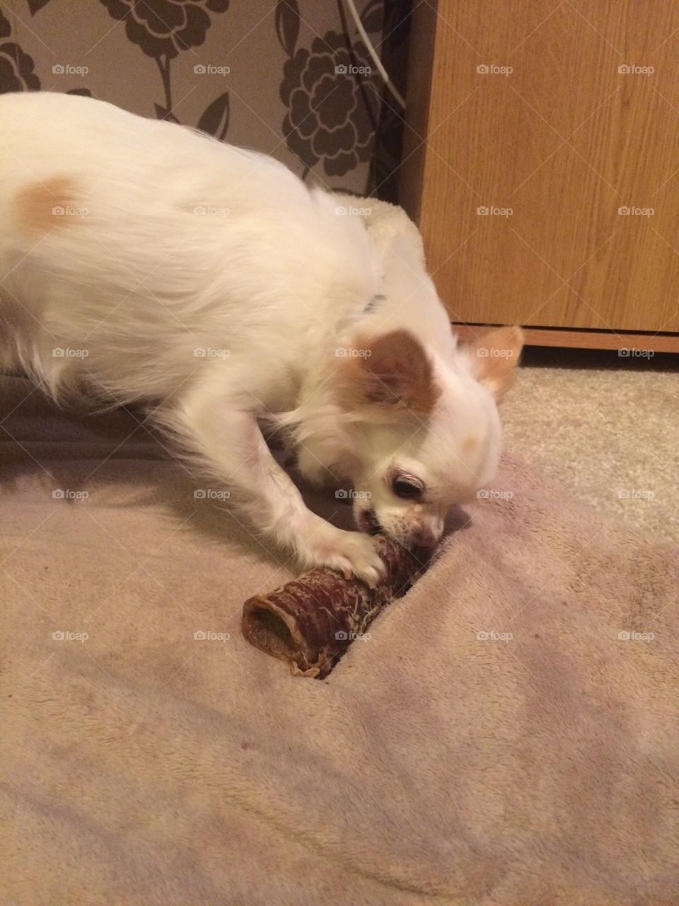 Chihuahua chewing on  a chew