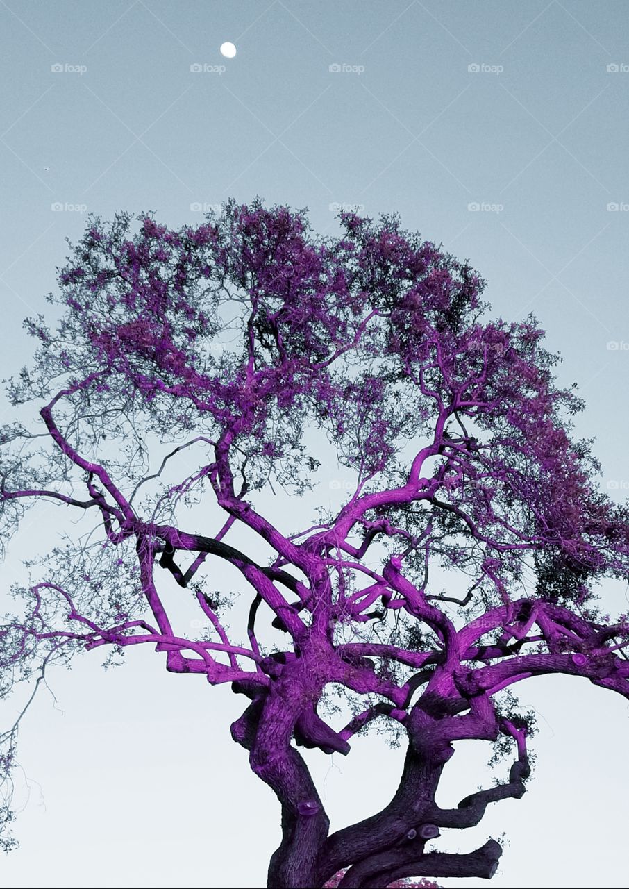 Purple Tree in Gray-Blue Sky