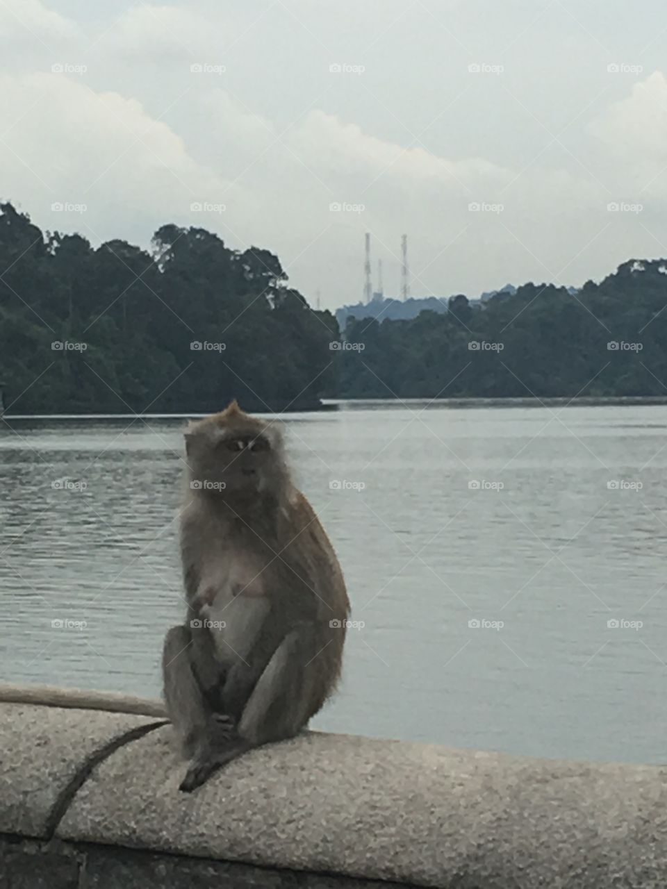 Relax monkey 