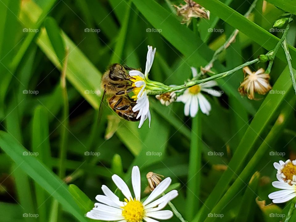 Close up of bee pollinating small wild daisy flower  among grass