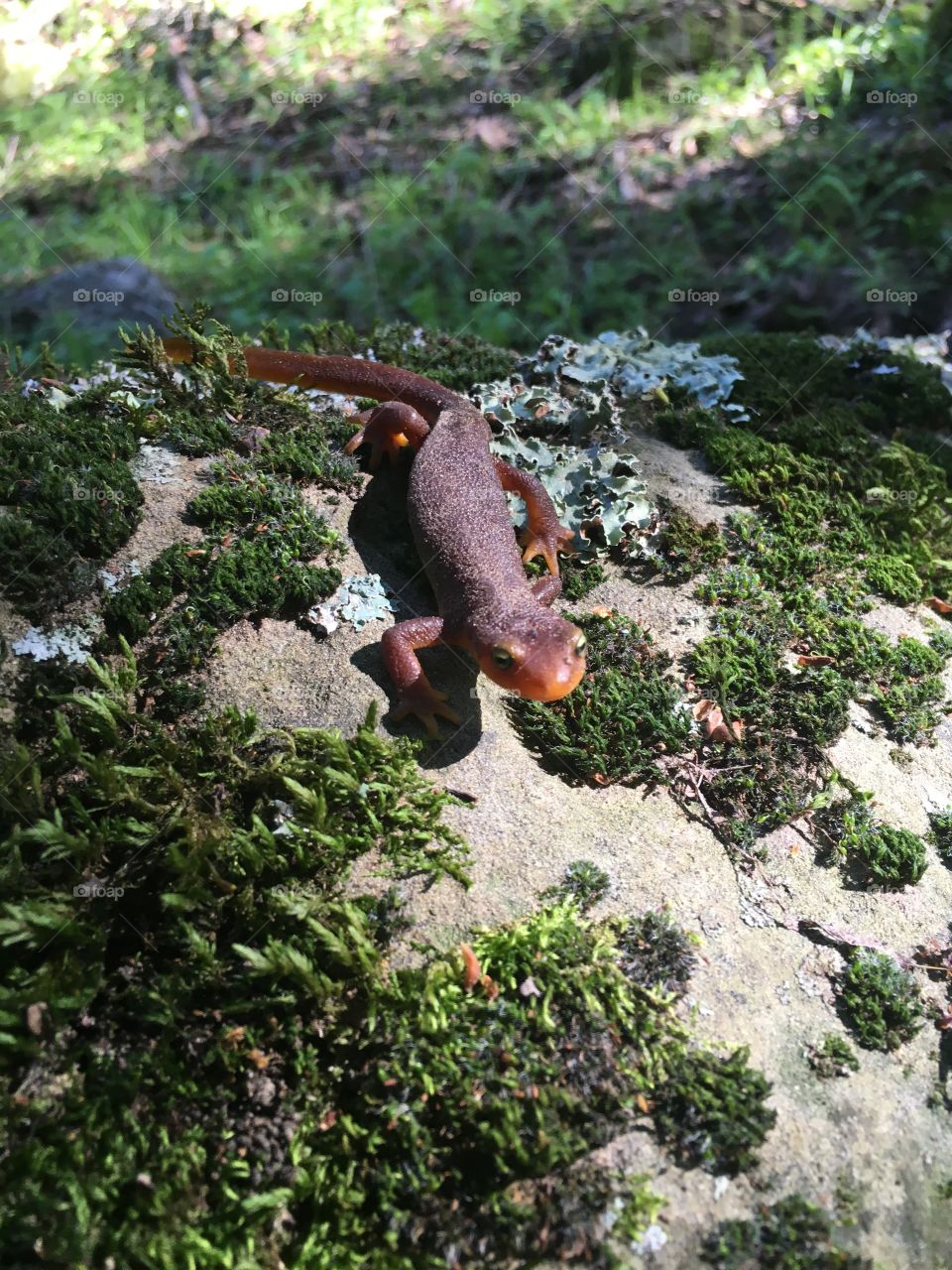 California salamander 
