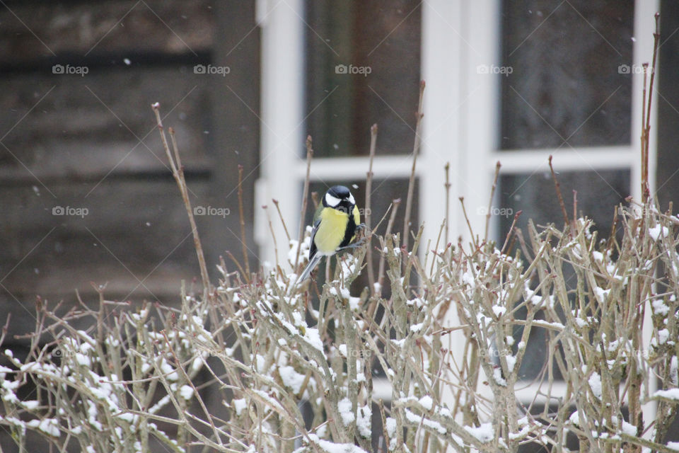 Bird perching on bush