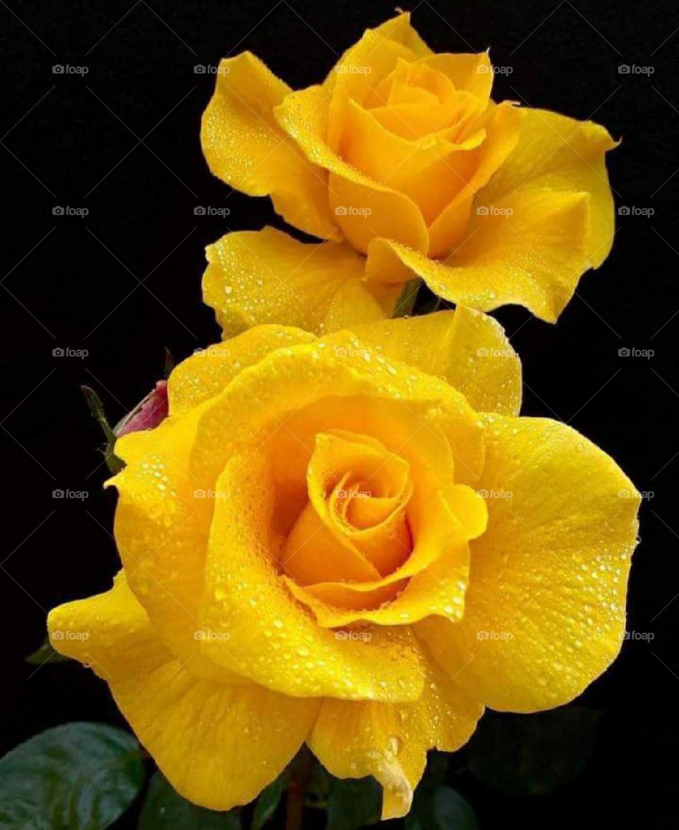 Rose is a very beautiful flower, it is found in many colors, its fragrance is very attractive, it is also considered a symbol of love.