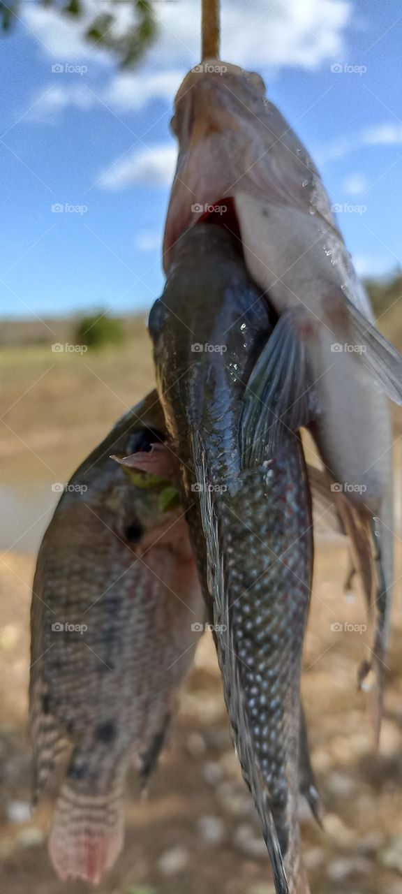 Tilapia hooked on a hook