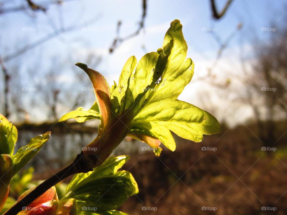 translucent leaf