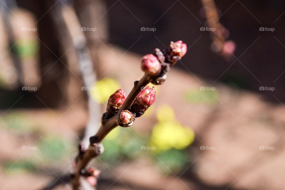 Pink buds on an apricot tree in fruit orchard macro closeup blurred background