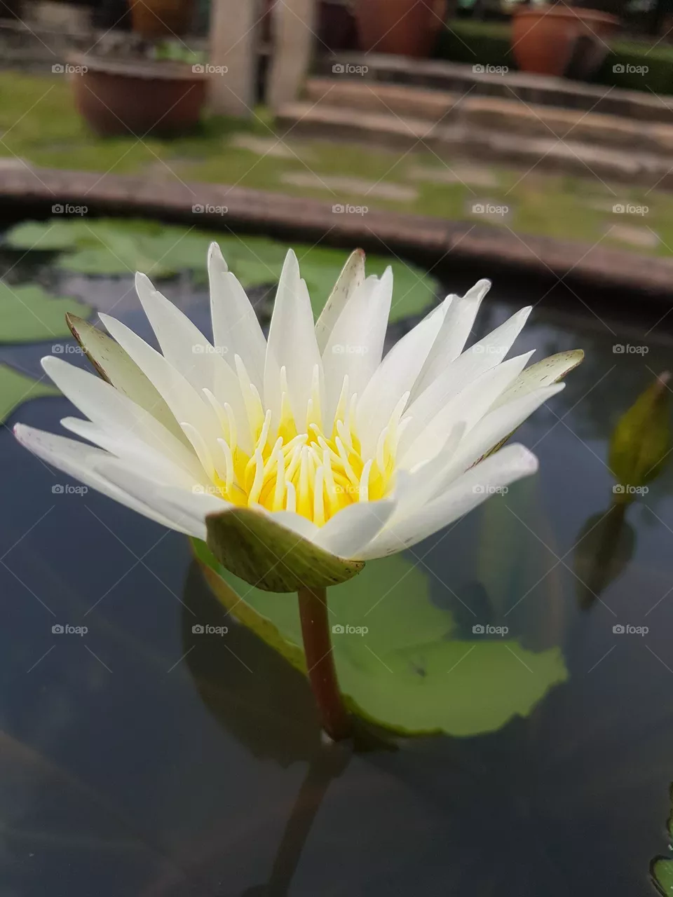 Lotus flower in the garden