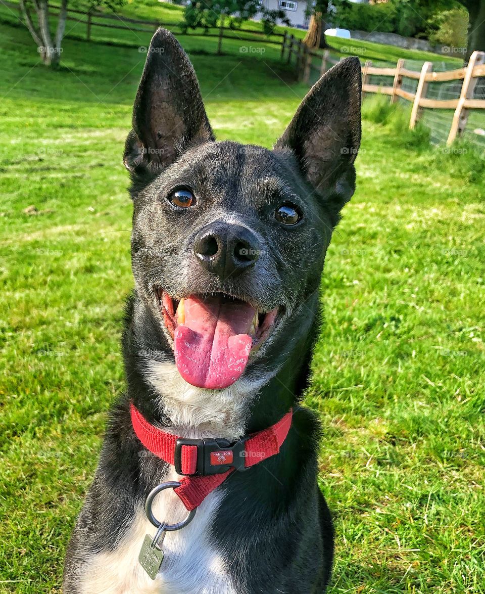 Happy smiling dog with bright background 