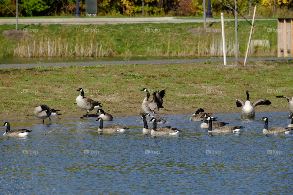 Geese on the water