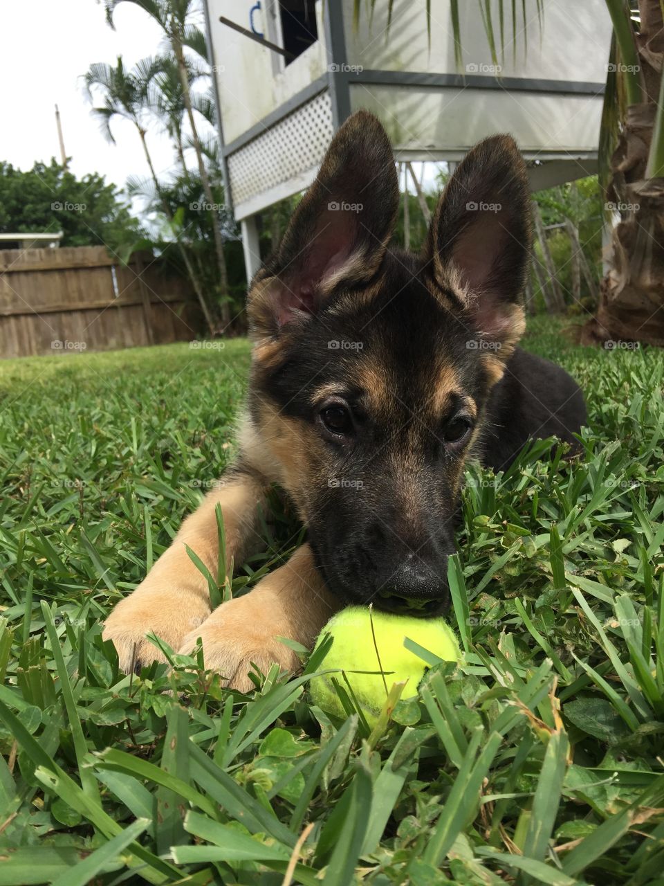 Puppy playing with a Tennis Ball