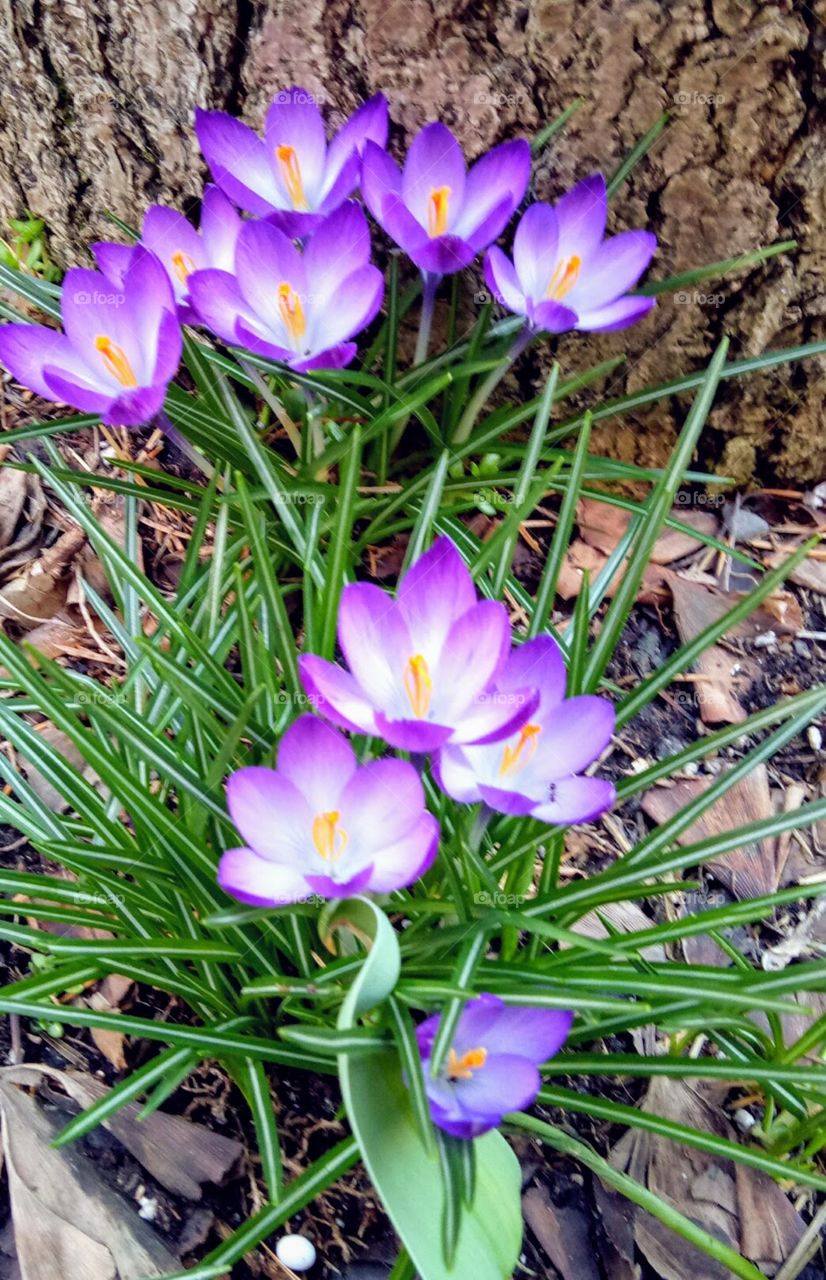 Beautiful woodland crocus flower blossoms with yellow pollen, white and purple petals. 
