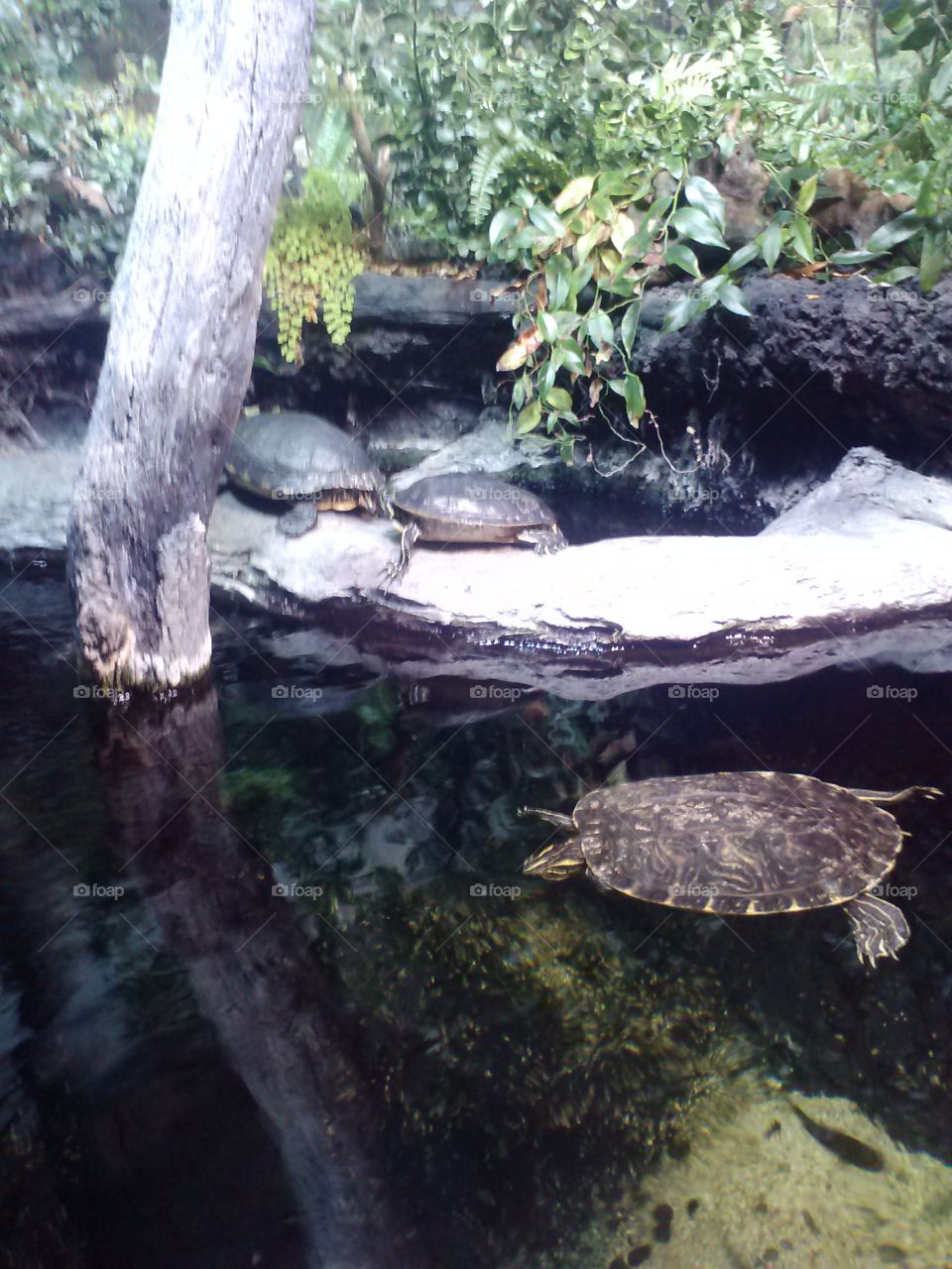 Turtles at Nc Aquarium 