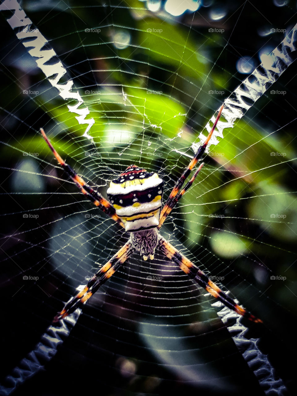 venomous spider and its web