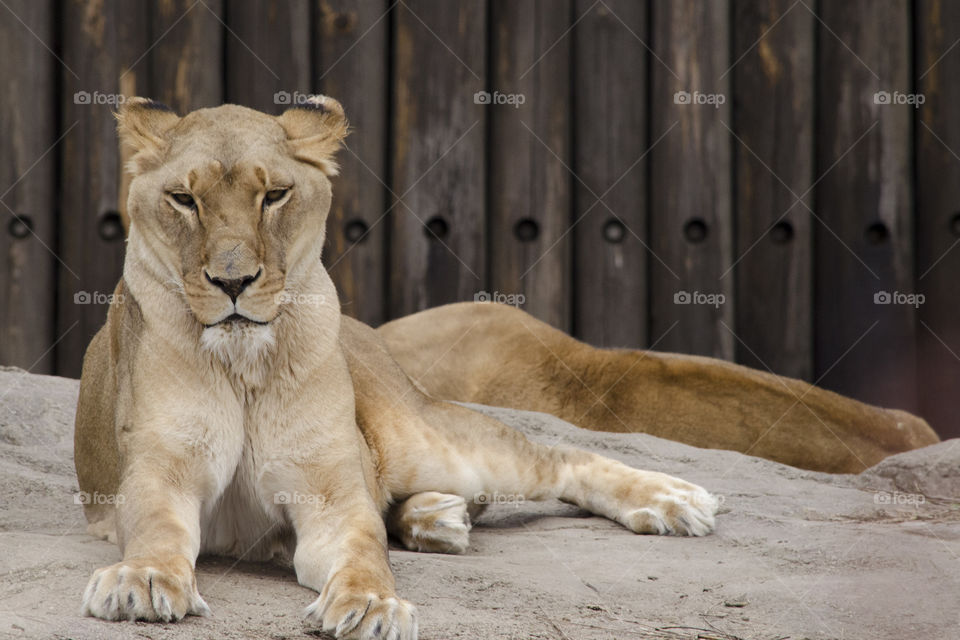 Relaxed Lion