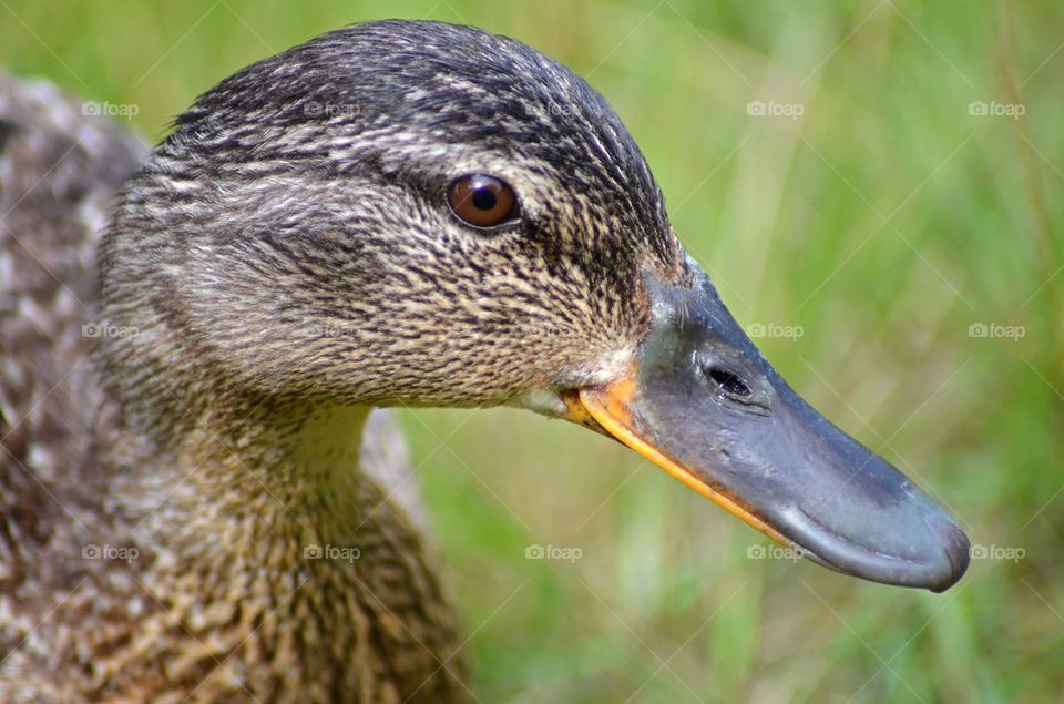 Close-up of mallard duck