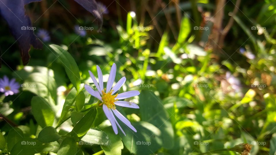daisy magaret flower
