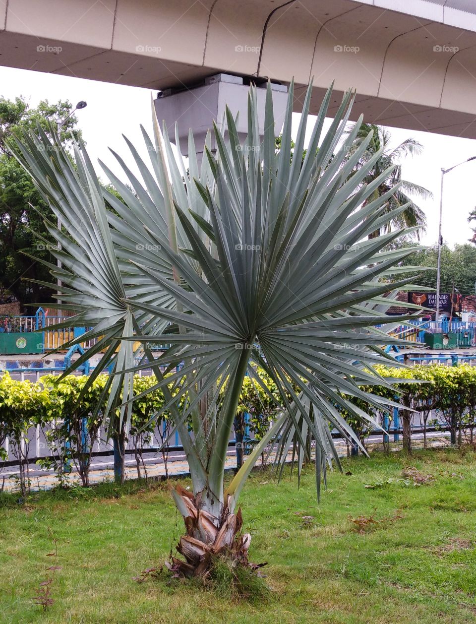 Decorations of footpath at Kolkata.