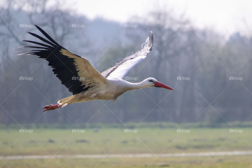 White stork