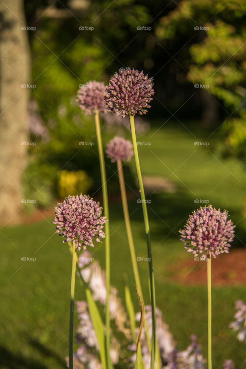 Globe flowers 