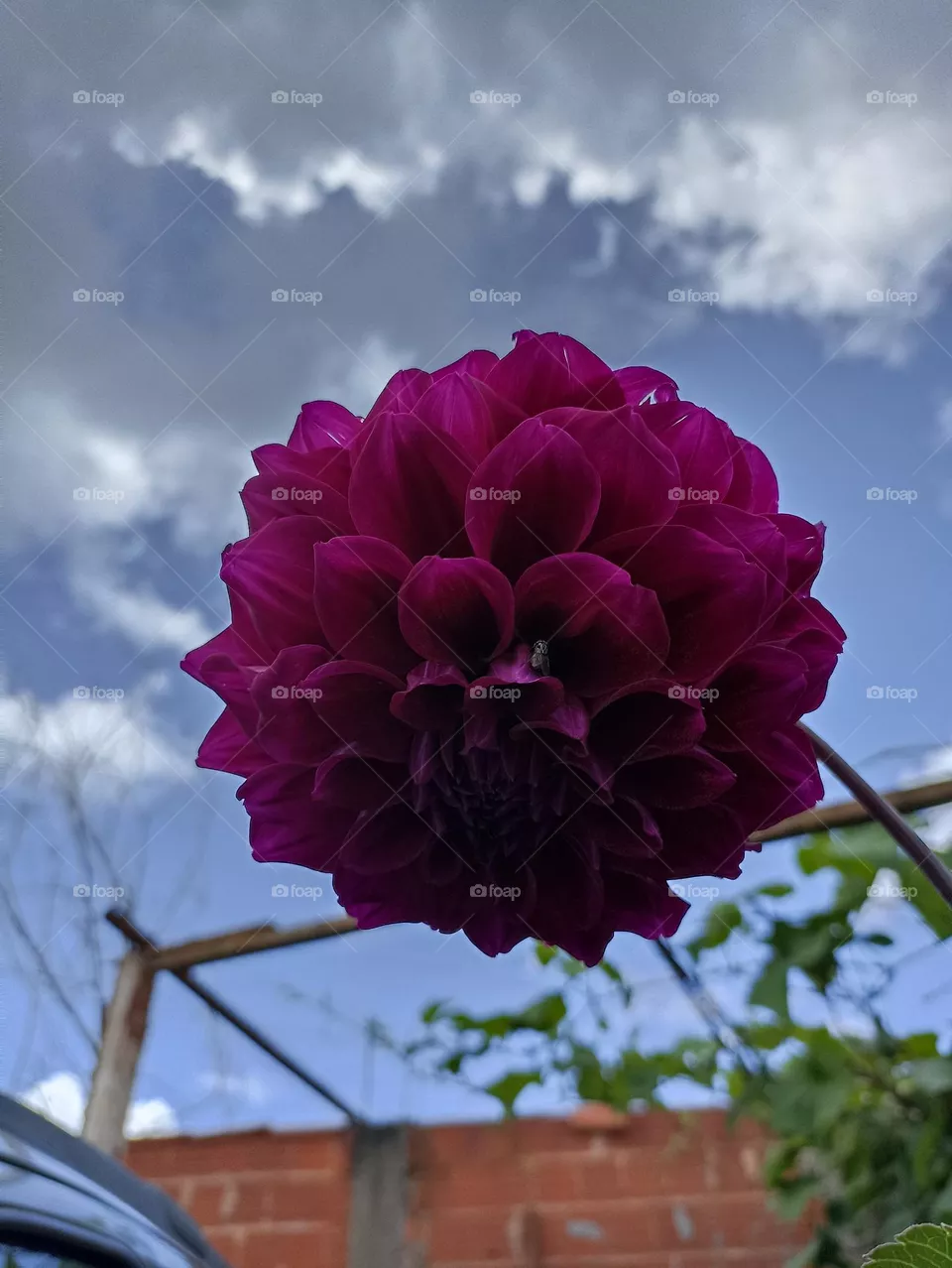 flor