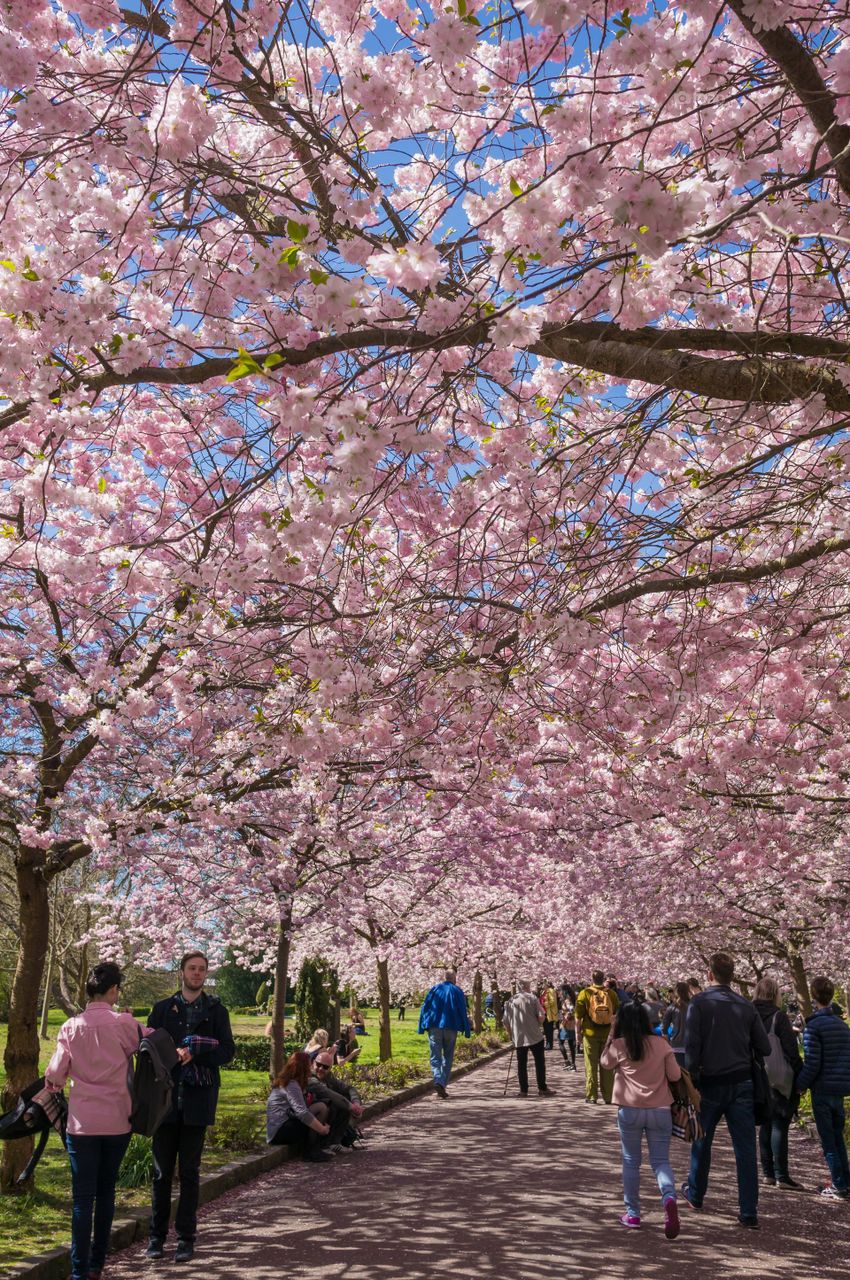 Pink park