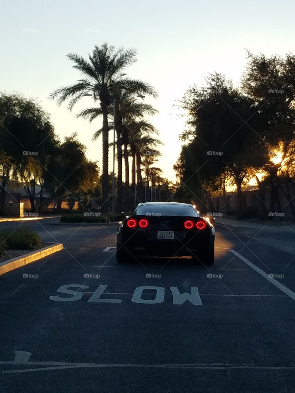 corvette palm trees road