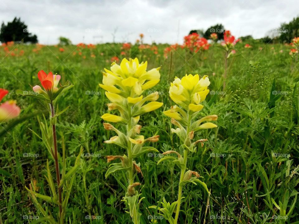 Unusual Yellow Indian Paint Brush Wildflowers in a Pasture full of Red Indian Paint Bush