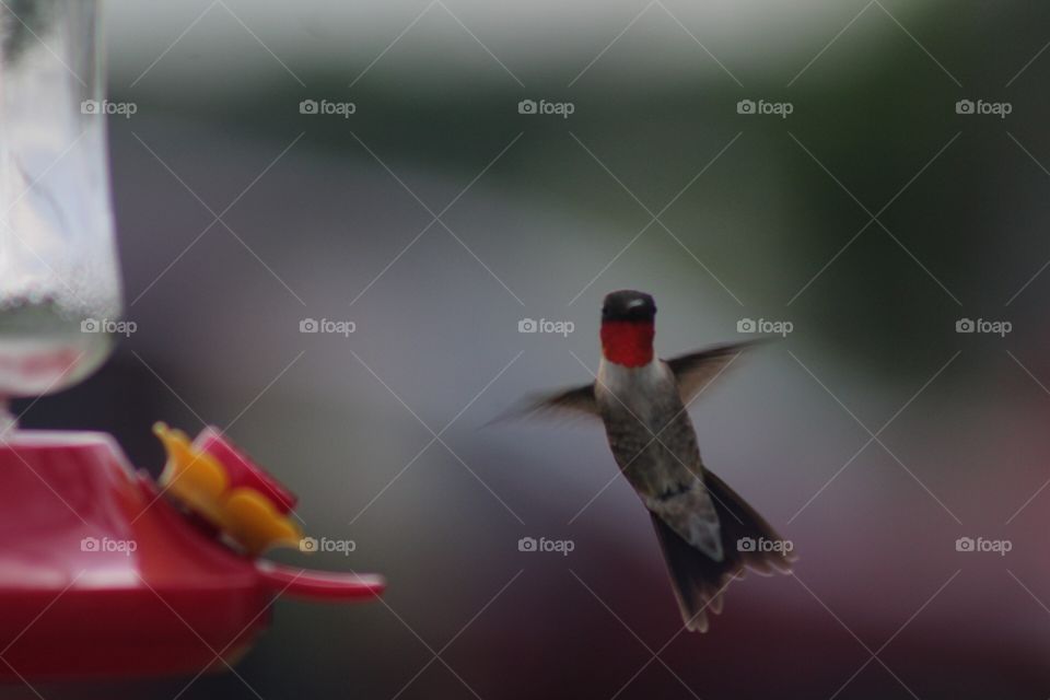 Red throated hummingbird 