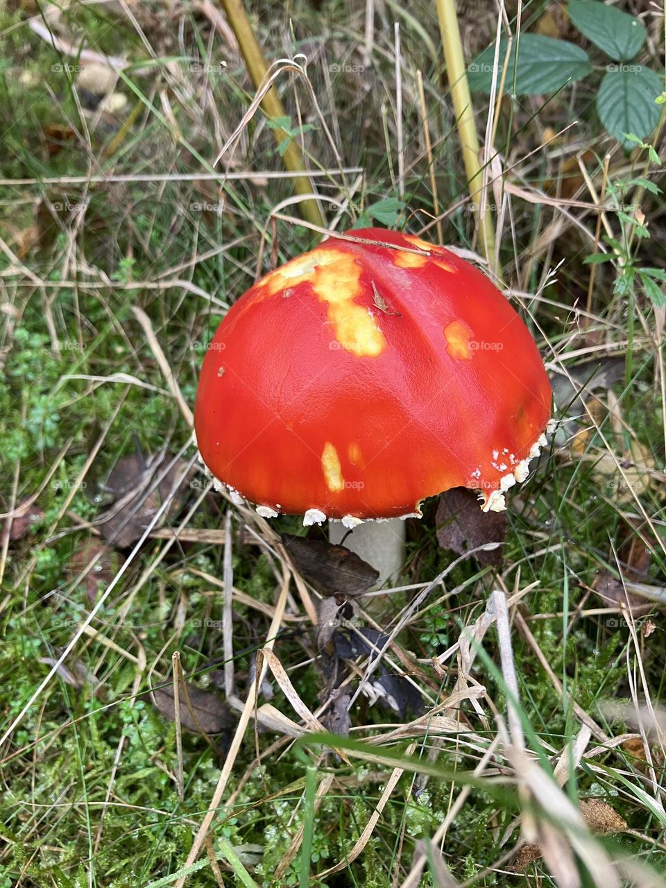 Red and yellow mushroom