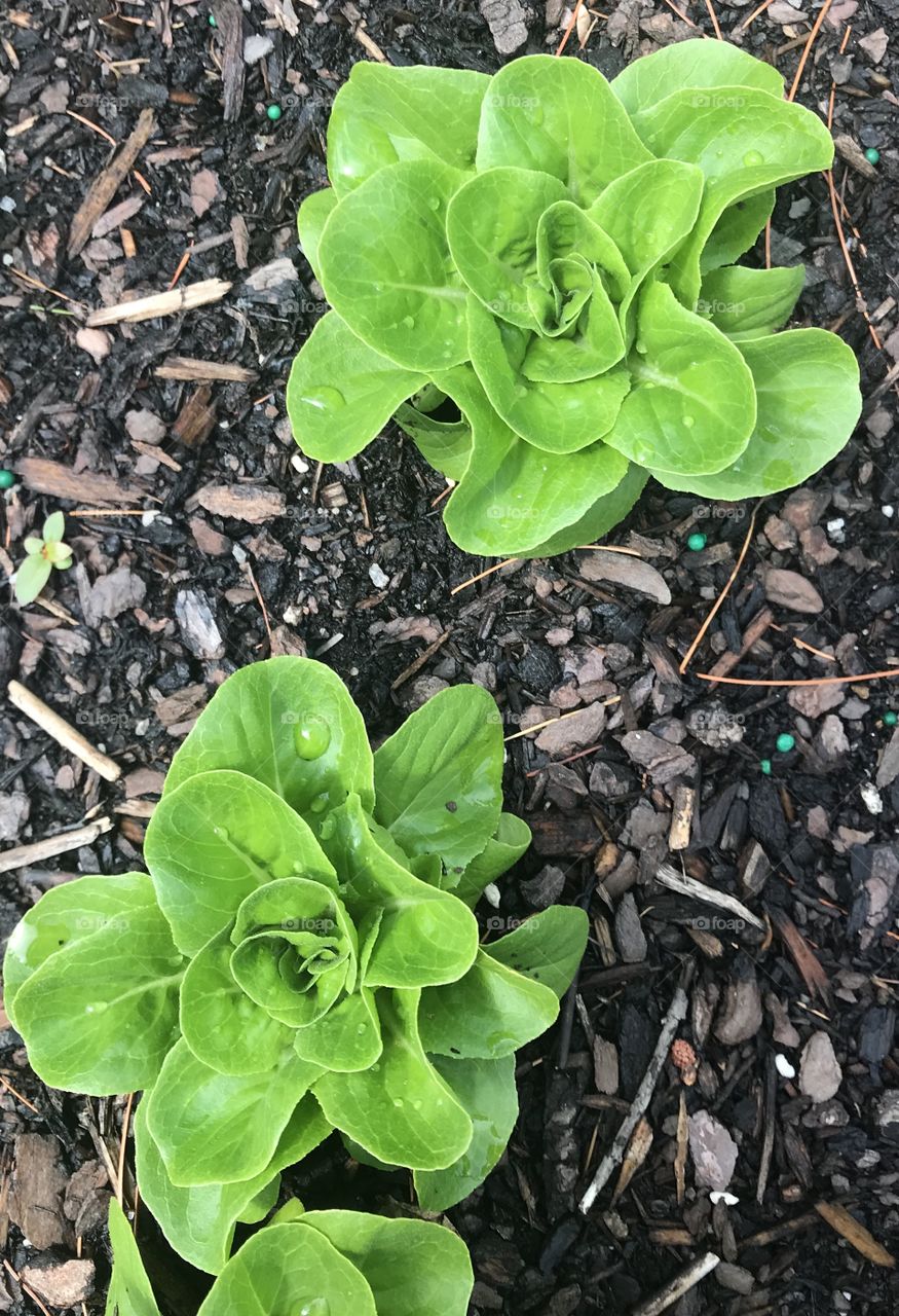 Butter lettuce