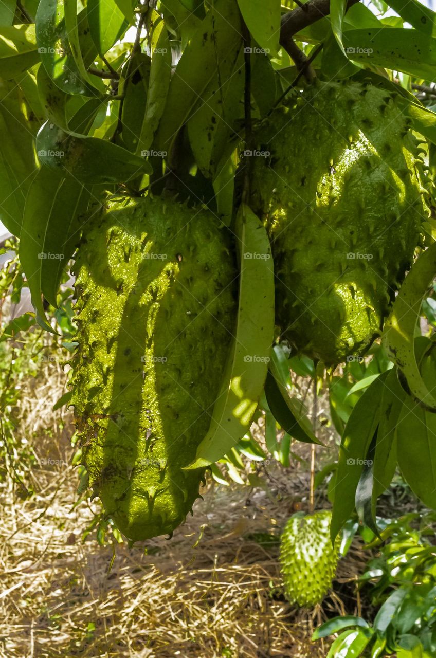 Sunlit Soursop On Tree