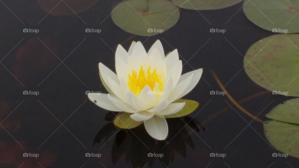 Lily on water
