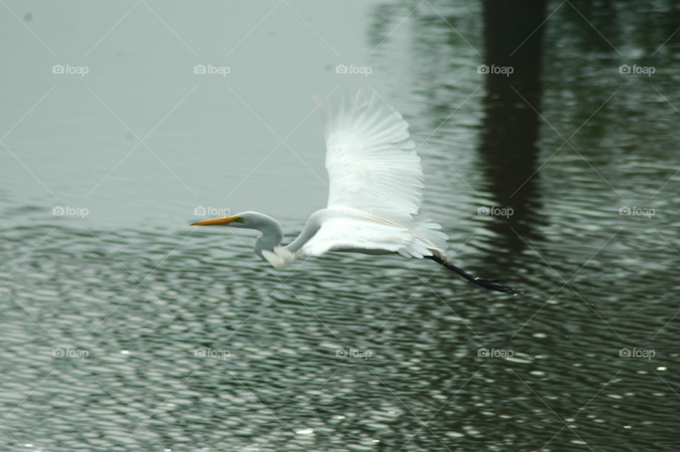 egret