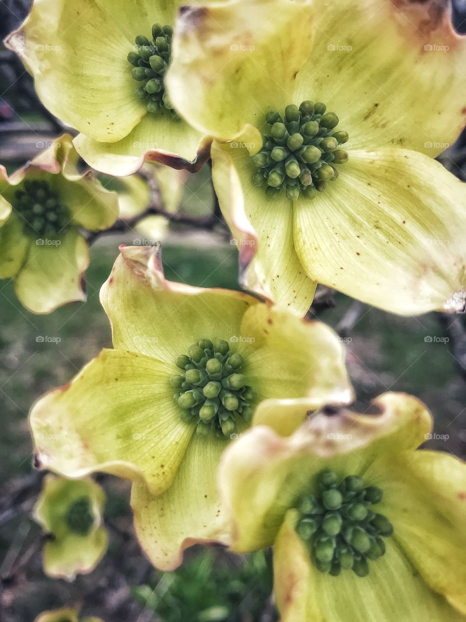 Dogwood blossoms 