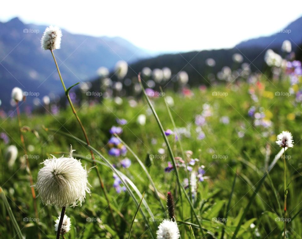 Mountain alpine meadows 