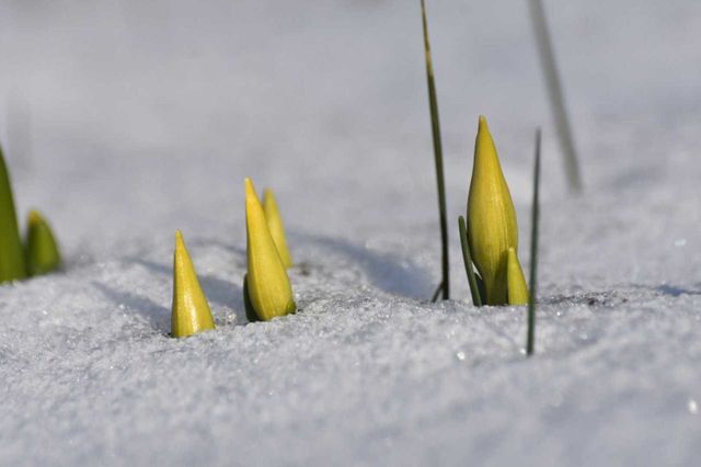 Spring