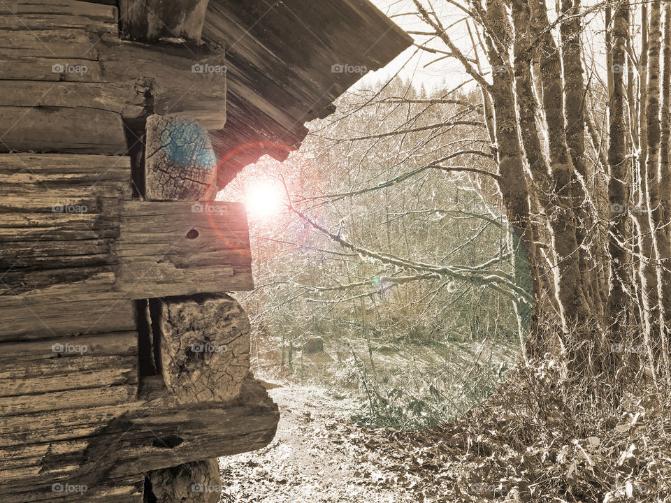 This is a very old historic homestead. The photo shows the corner of the building & the forest behind. The photo is sepia toned showing the warmth & grain of the wood & a bit of colour is infused with a lens flash at the natural light source.