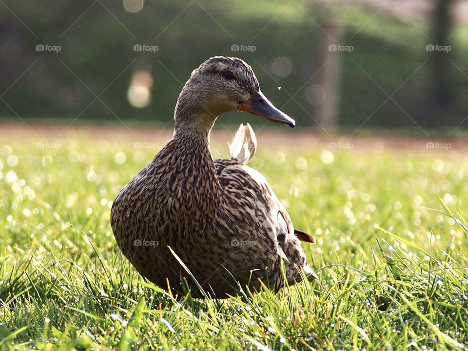 Duck with messy feathers