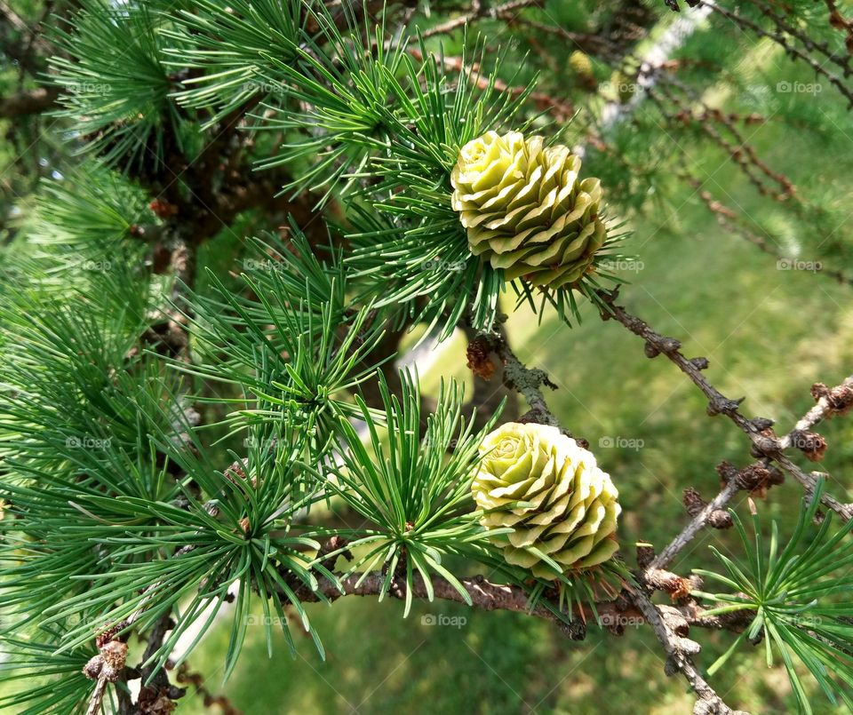 Young conifer cones.