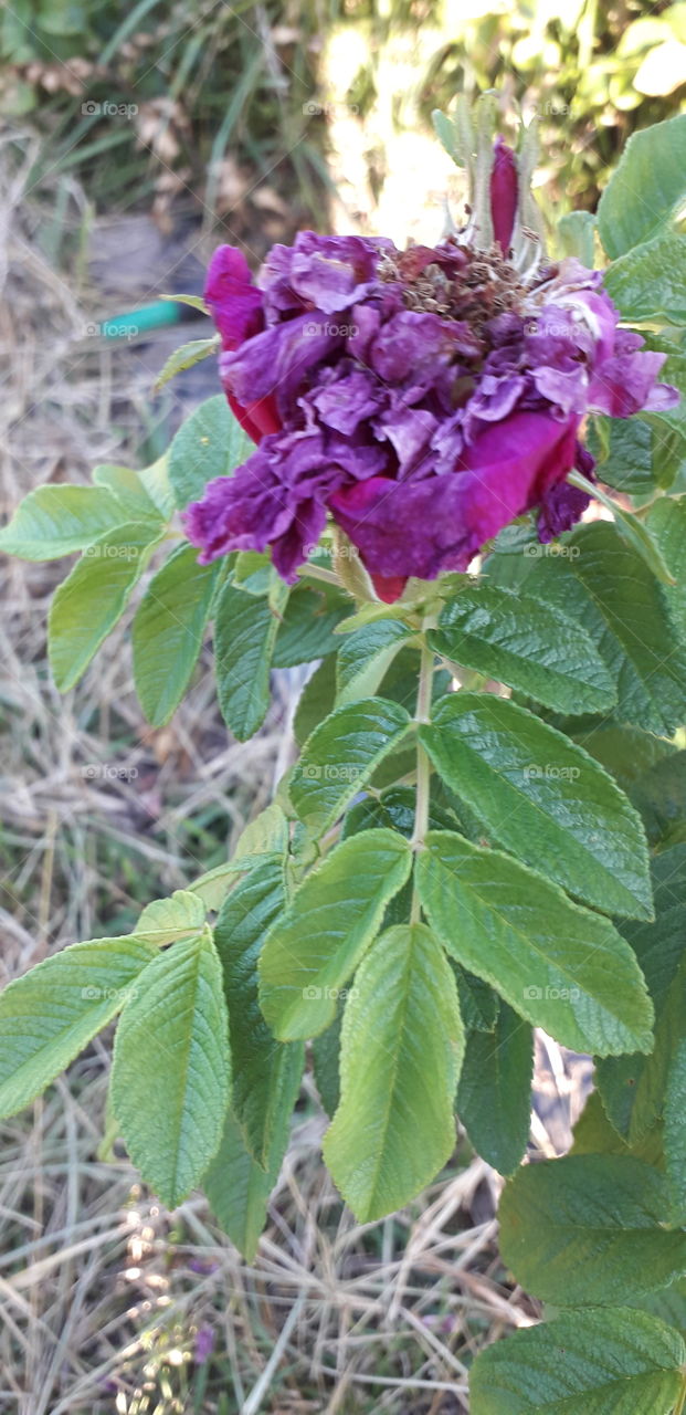 fading wild rose