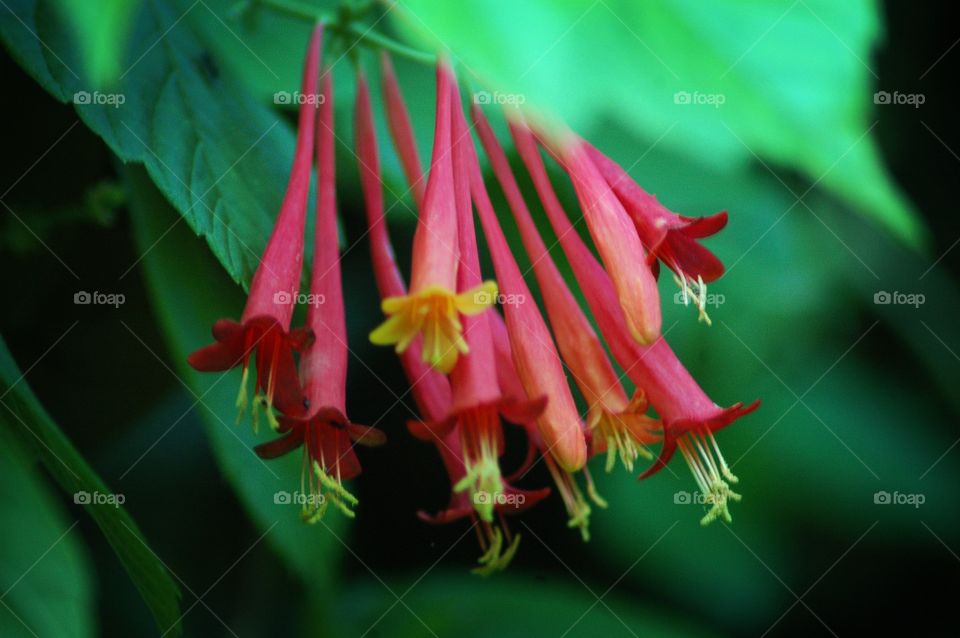 honeysuckle