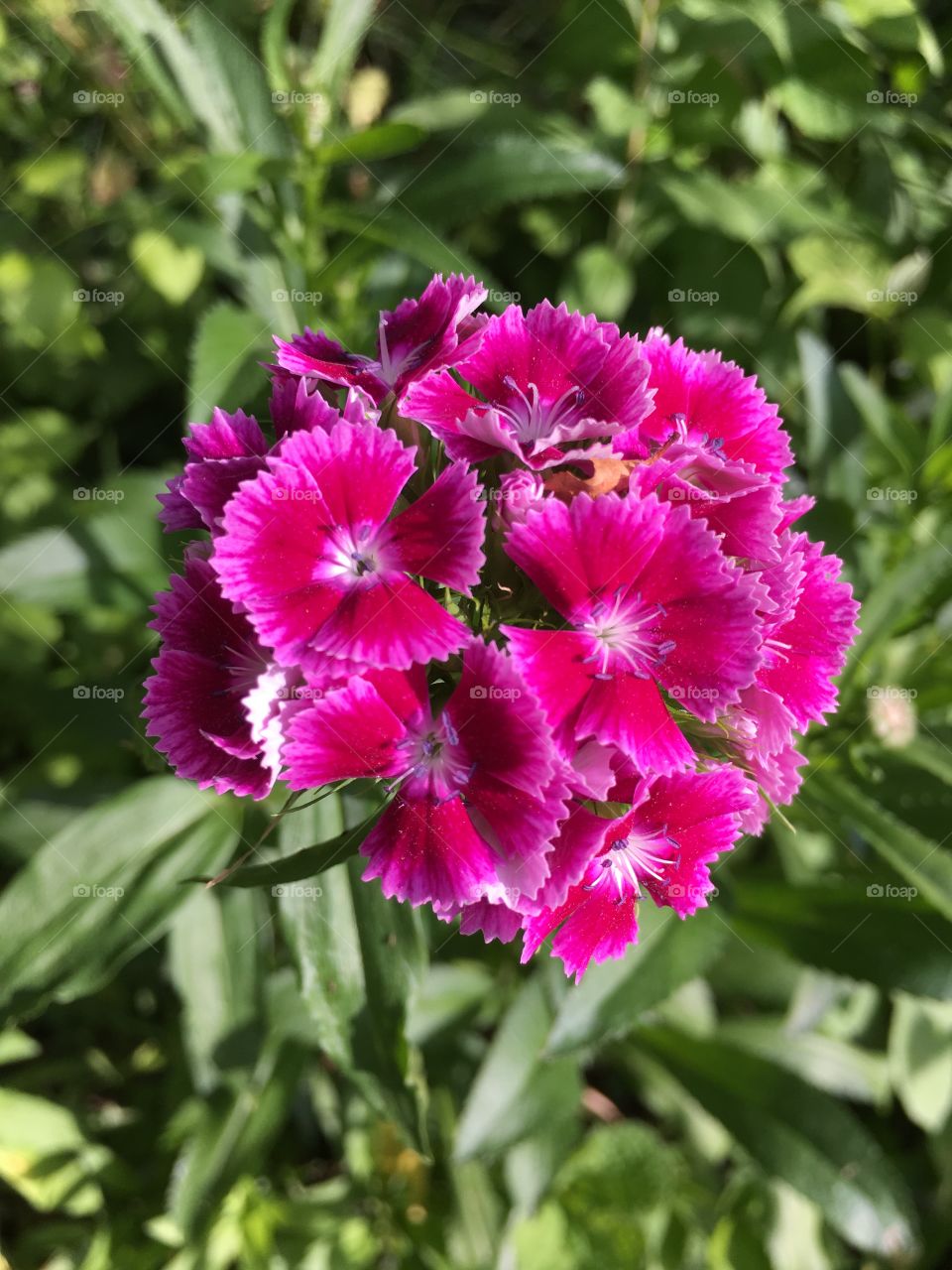 Hot pink flower