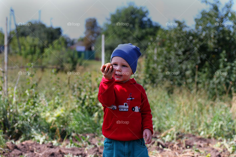 Potatoes in the boy hand, summer