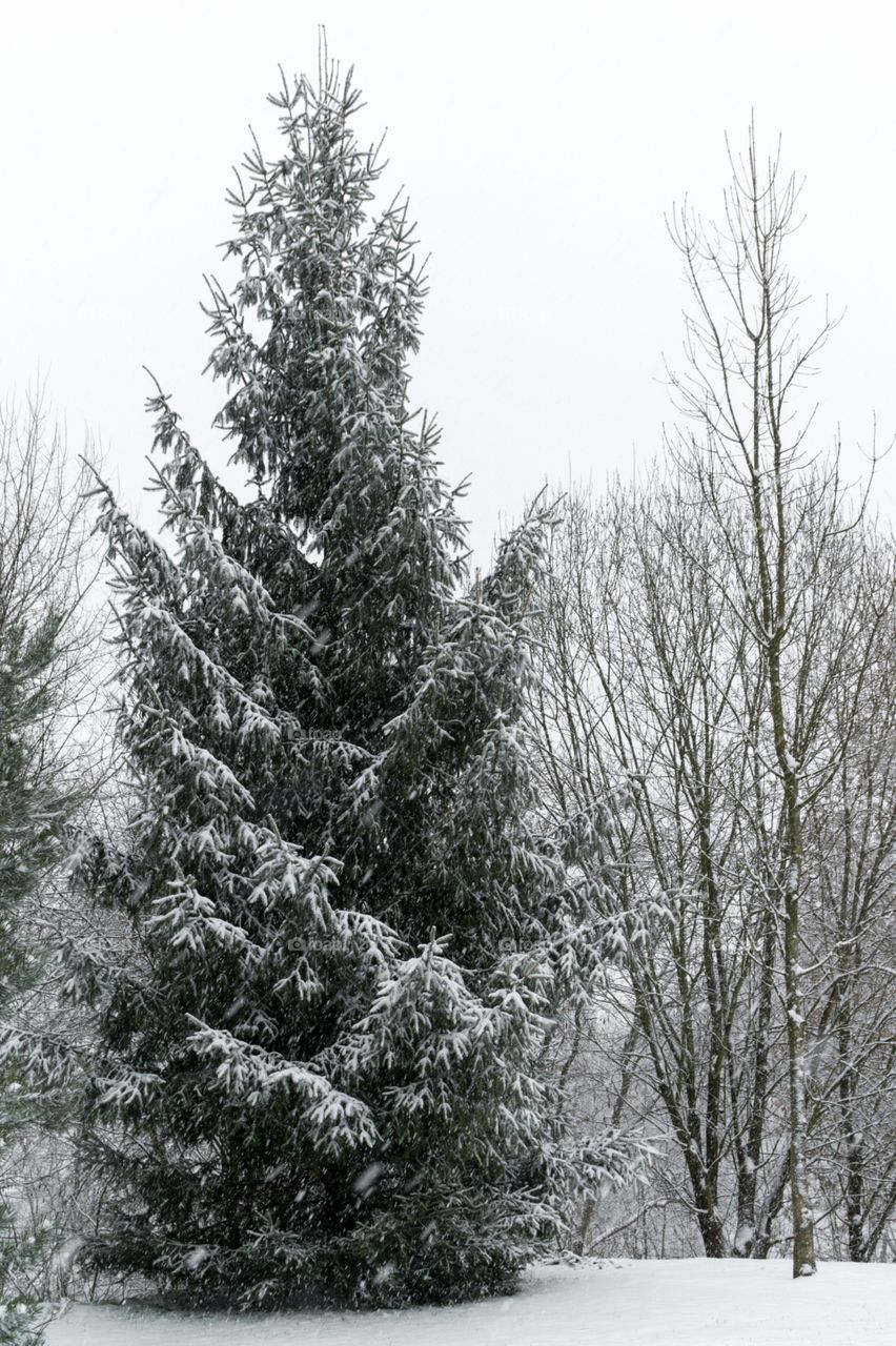 pine tree covered by snow