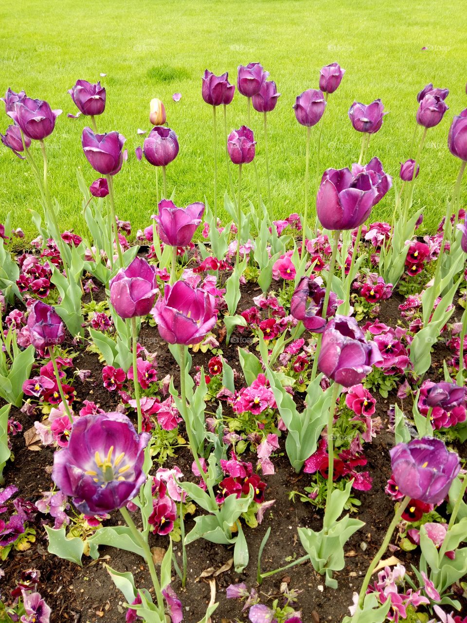 Purple Tulips blooming