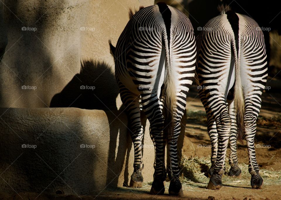 zebra
