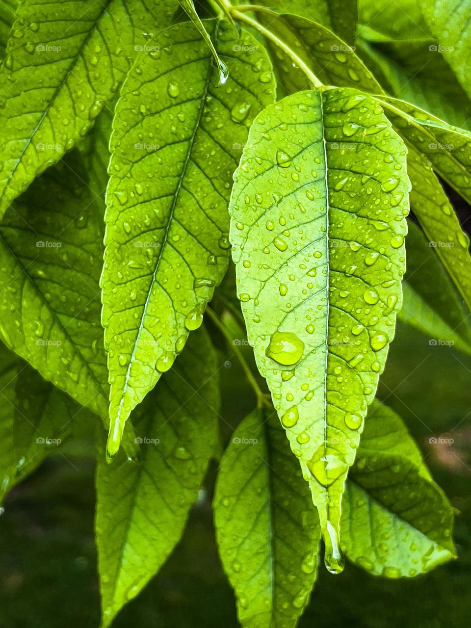 Raindrops on leaves 