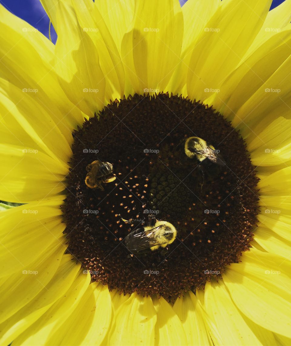 Sunflower