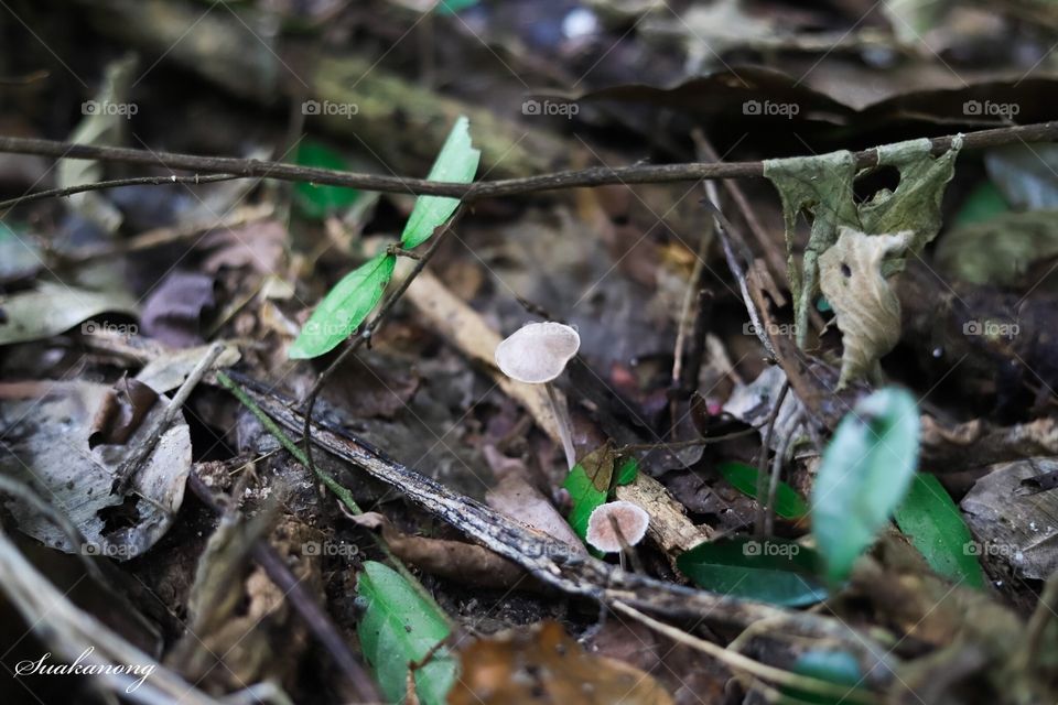 Champagne mushrooms in the forest of Thailand